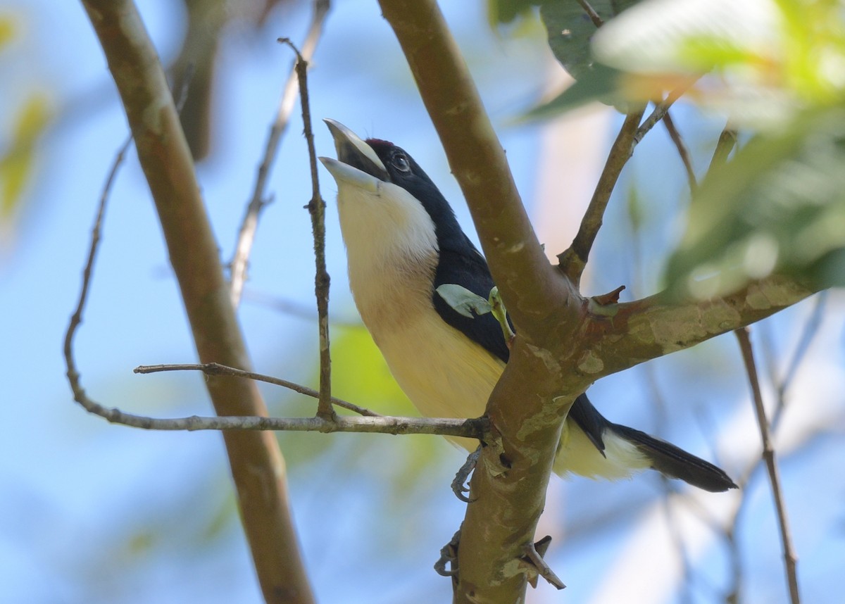 White-mantled Barbet - ML622239033