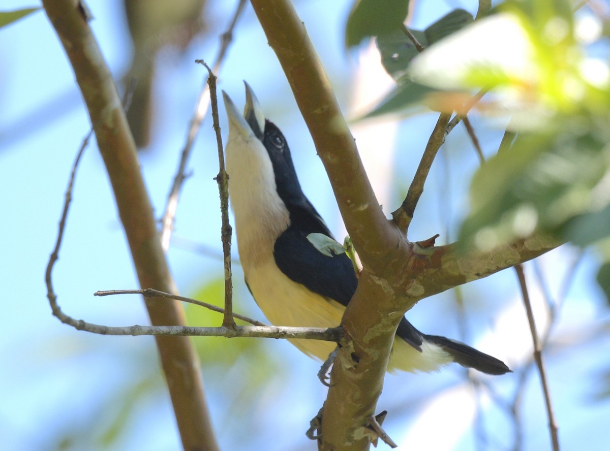 White-mantled Barbet - ML622239034