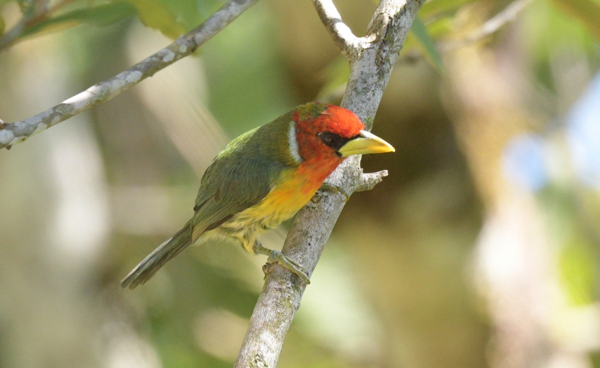 Red-headed Barbet - ML622239041