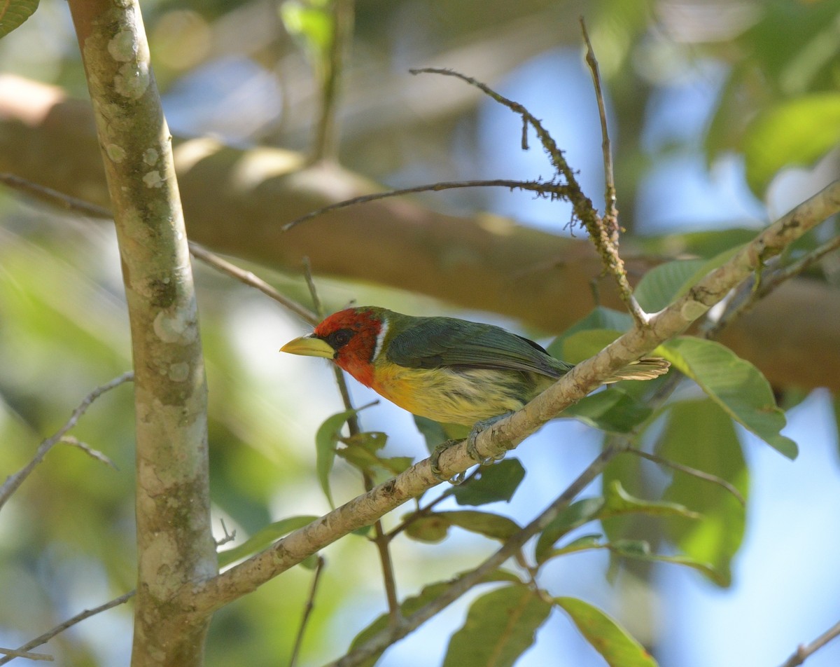 Red-headed Barbet - David Swain