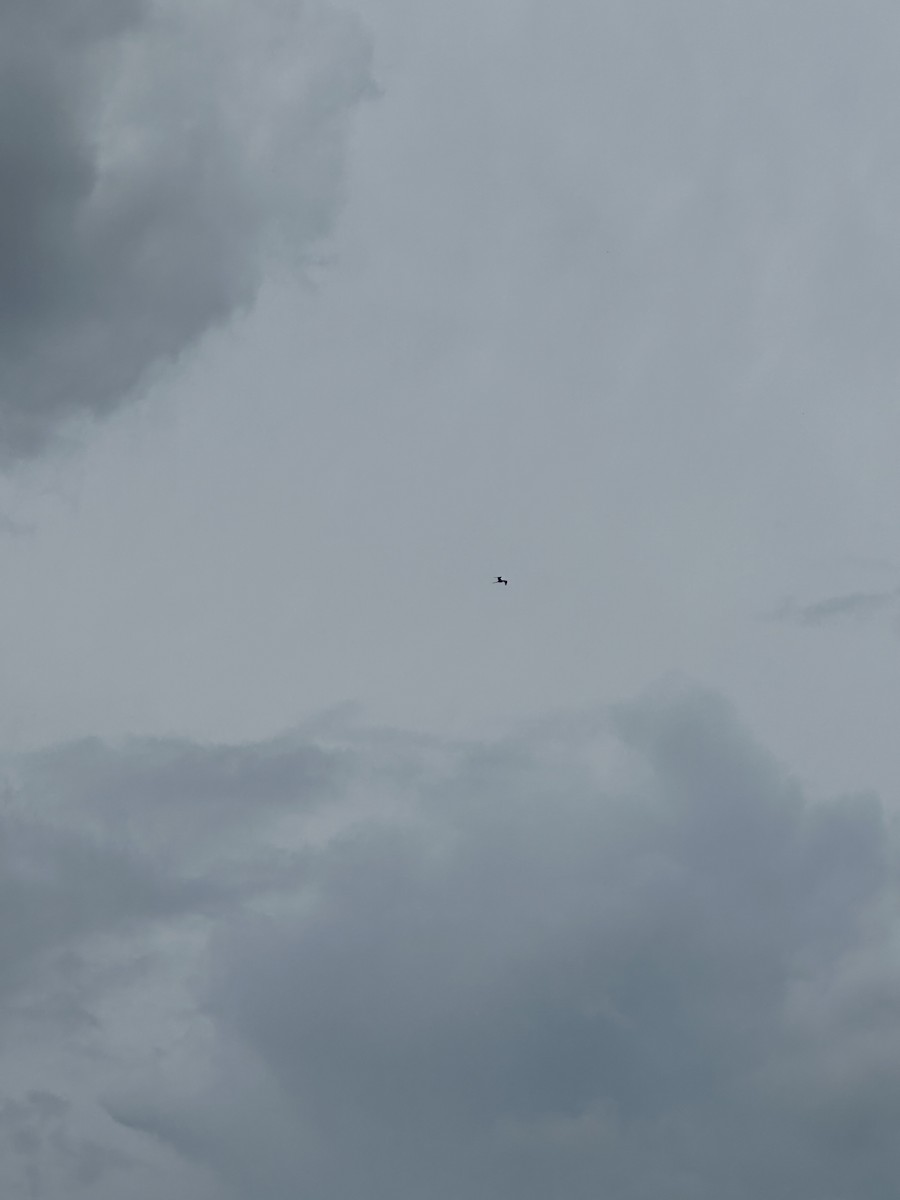 Magnificent Frigatebird - ML622239045