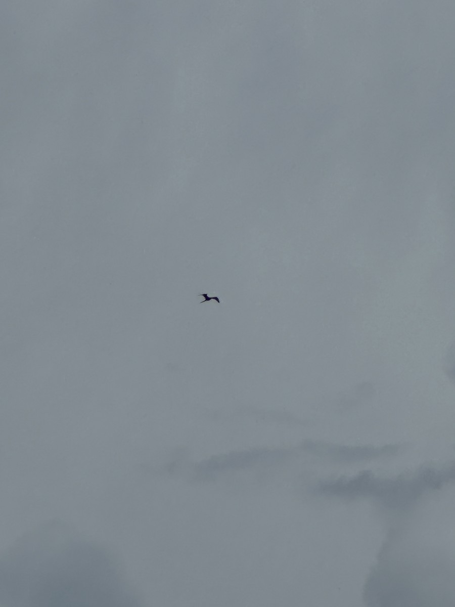 Magnificent Frigatebird - ML622239046