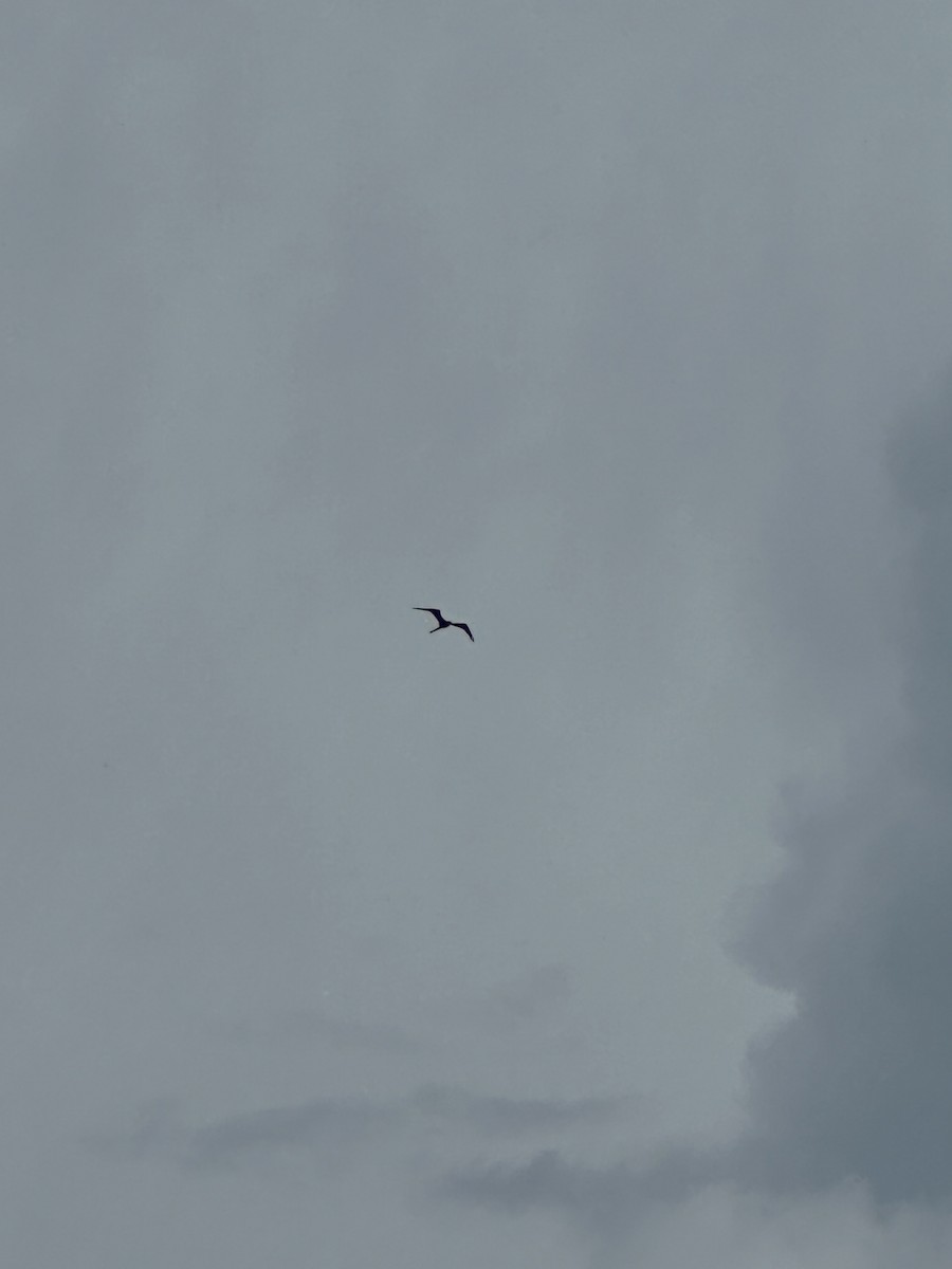 Magnificent Frigatebird - ML622239047