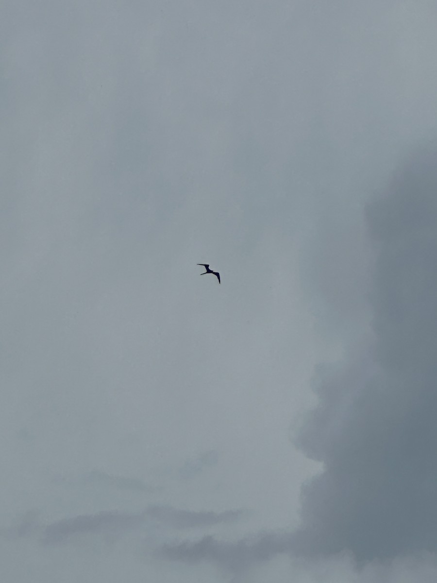 Magnificent Frigatebird - ML622239048