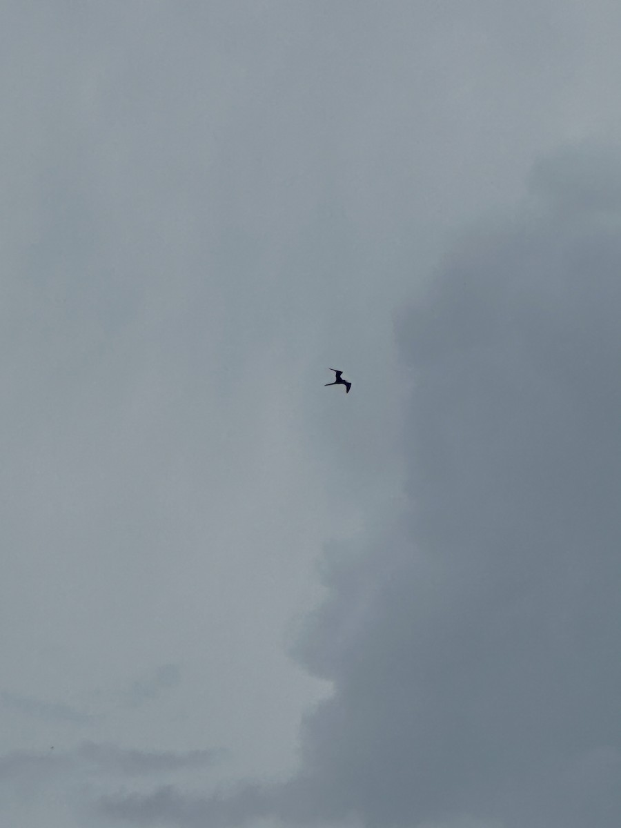 Magnificent Frigatebird - ML622239049