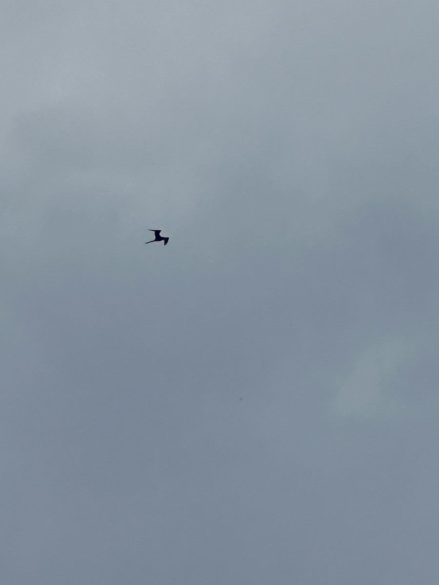 Magnificent Frigatebird - ML622239050