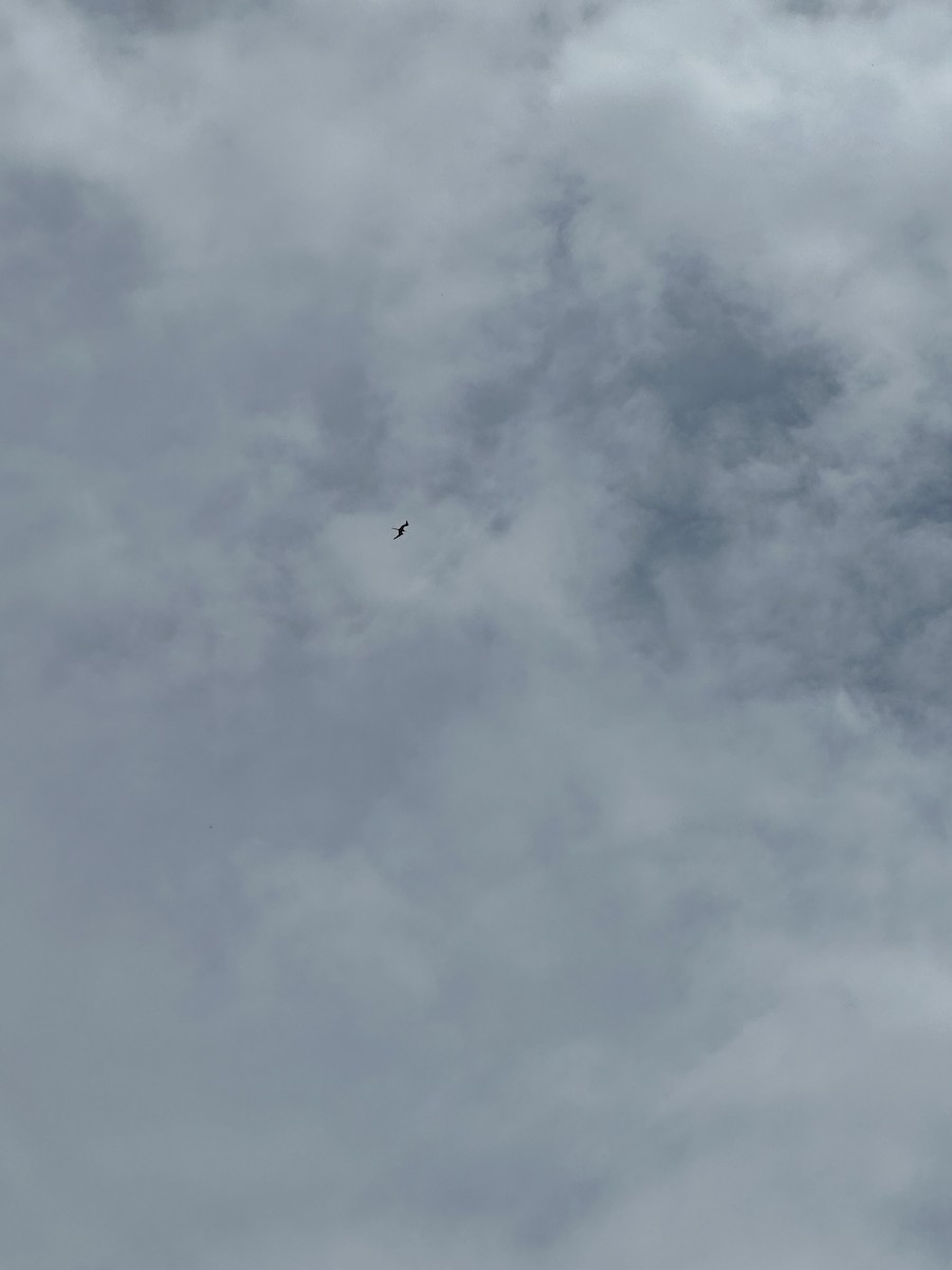 Magnificent Frigatebird - ML622239051