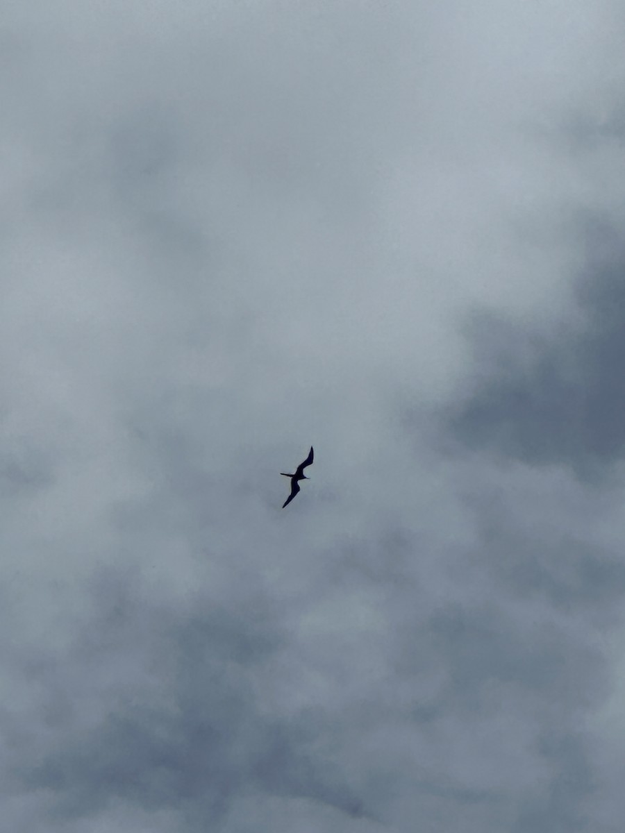 Magnificent Frigatebird - ML622239052