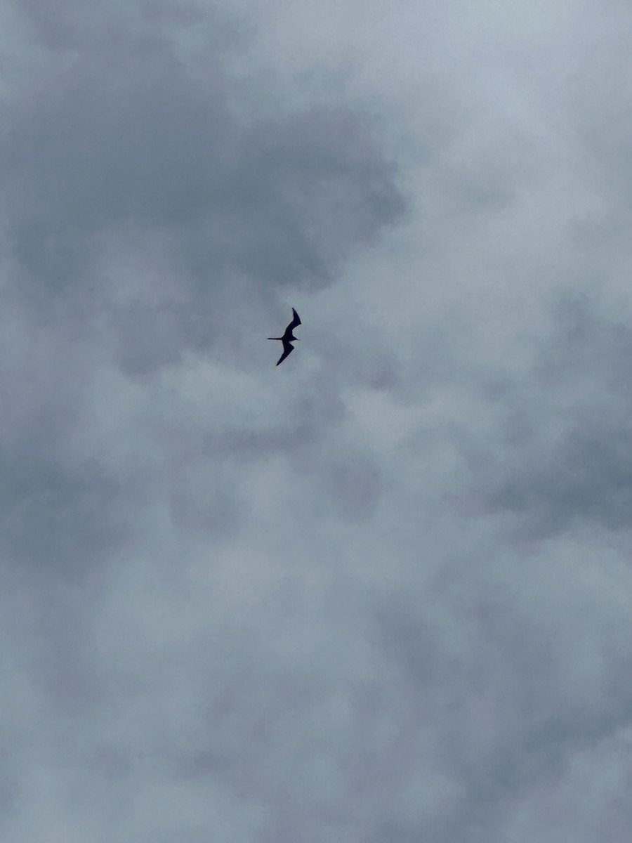 Magnificent Frigatebird - ML622239053