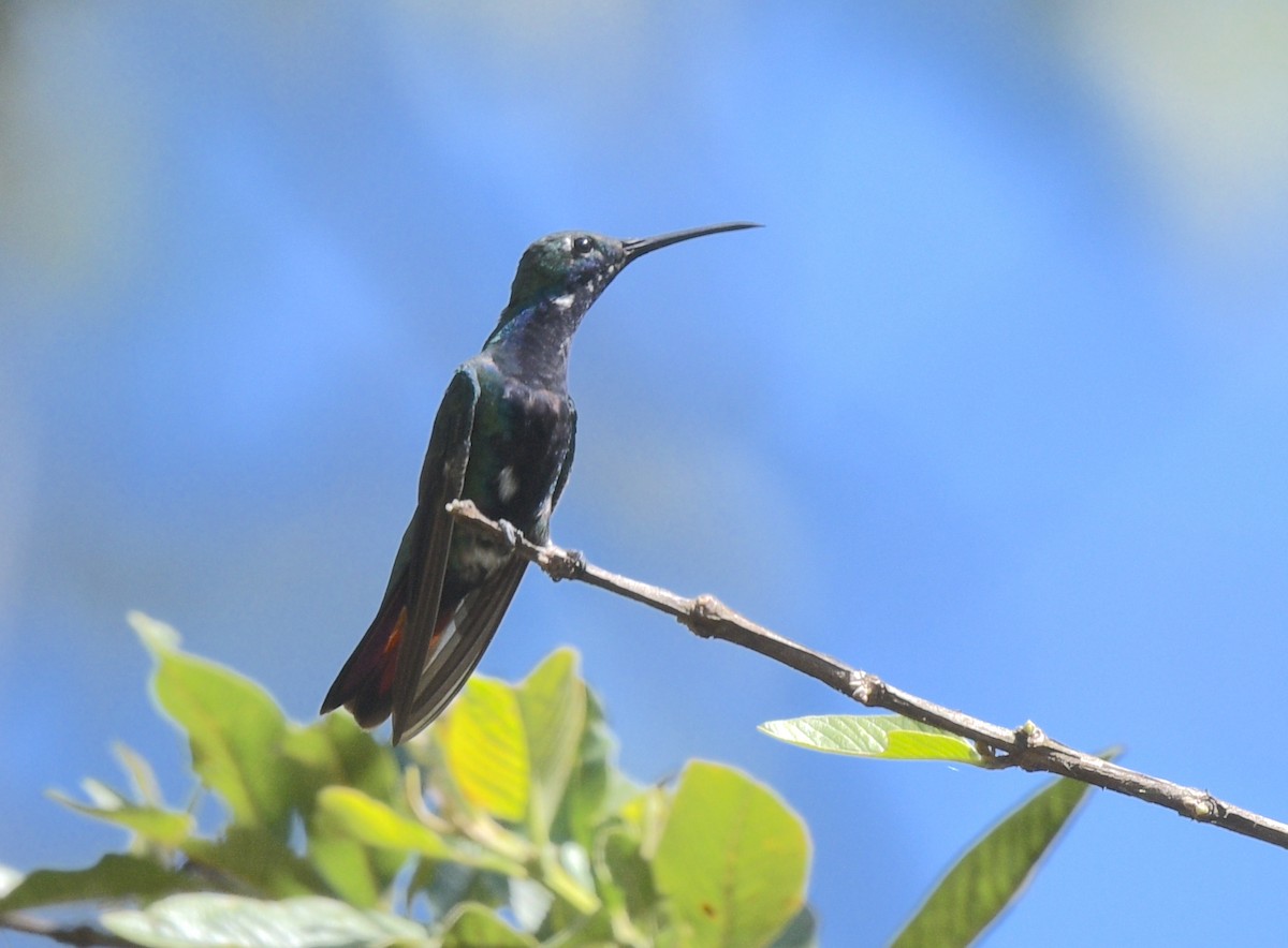 Black-throated Mango - ML622239058