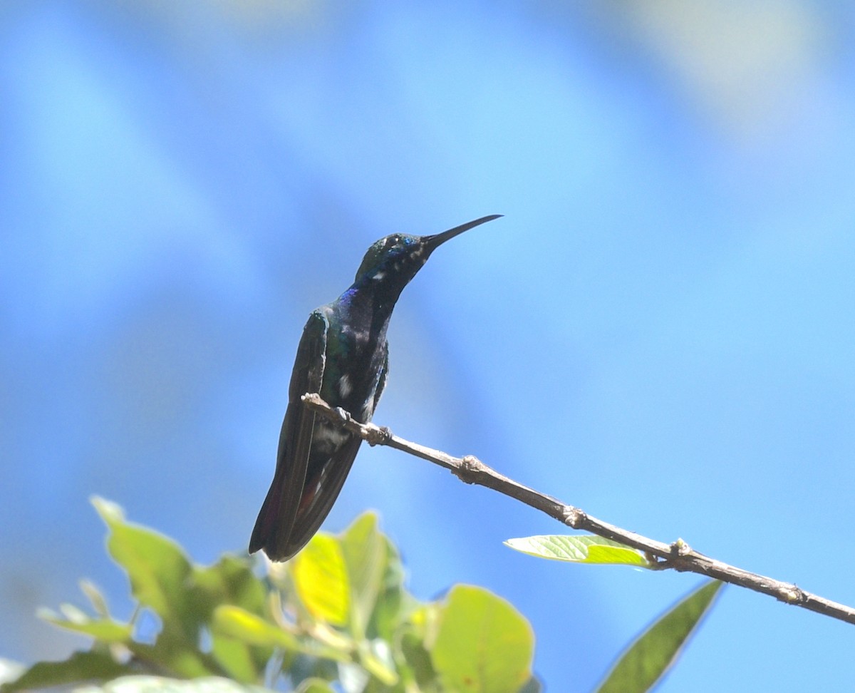 Black-throated Mango - ML622239059