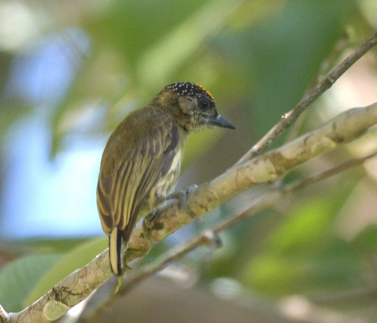 Olivaceous Piculet - David Swain