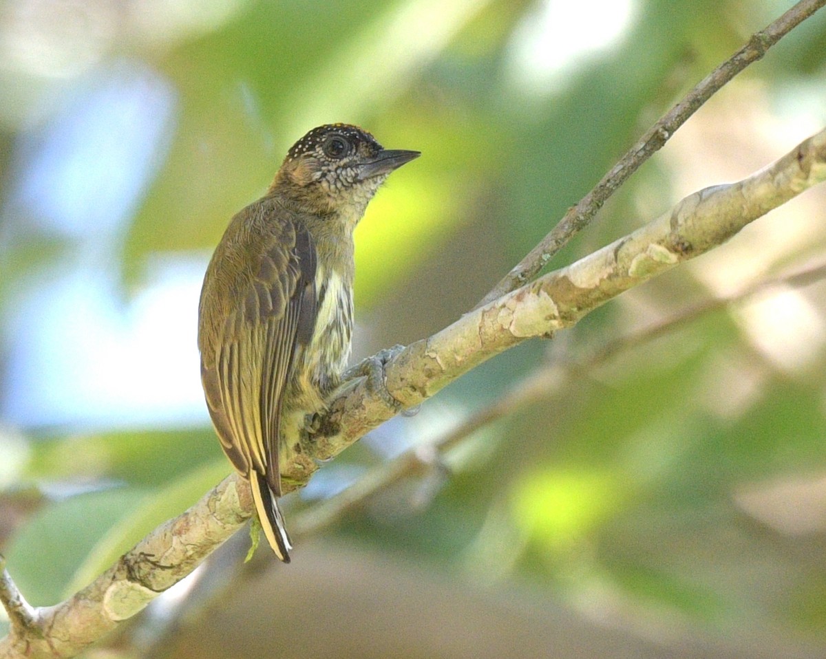 Olivaceous Piculet - ML622239072