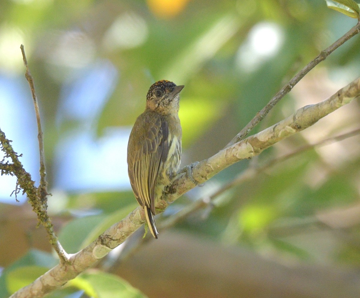 Olivaceous Piculet - ML622239073