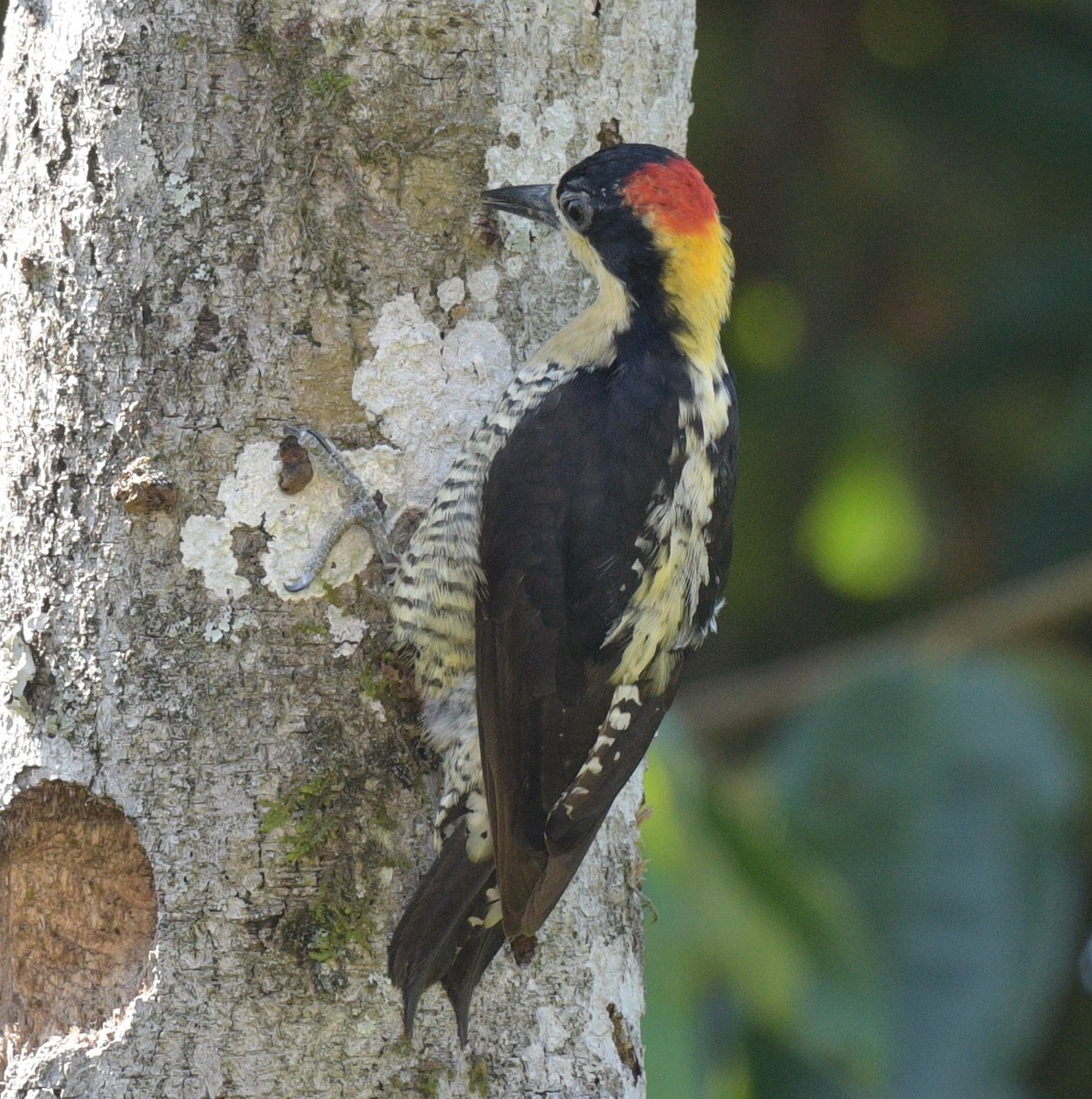 Beautiful Woodpecker - ML622239084