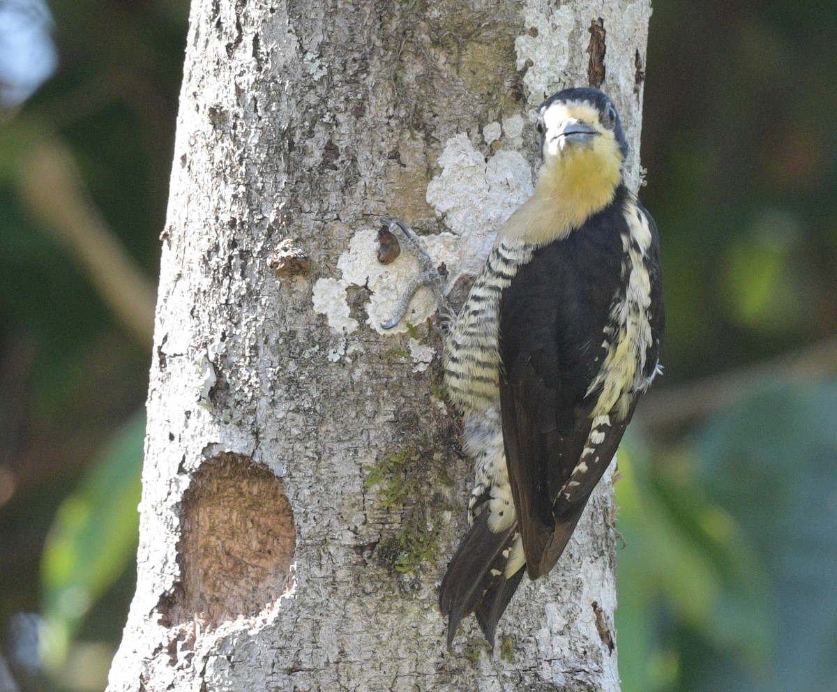 Beautiful Woodpecker - ML622239085