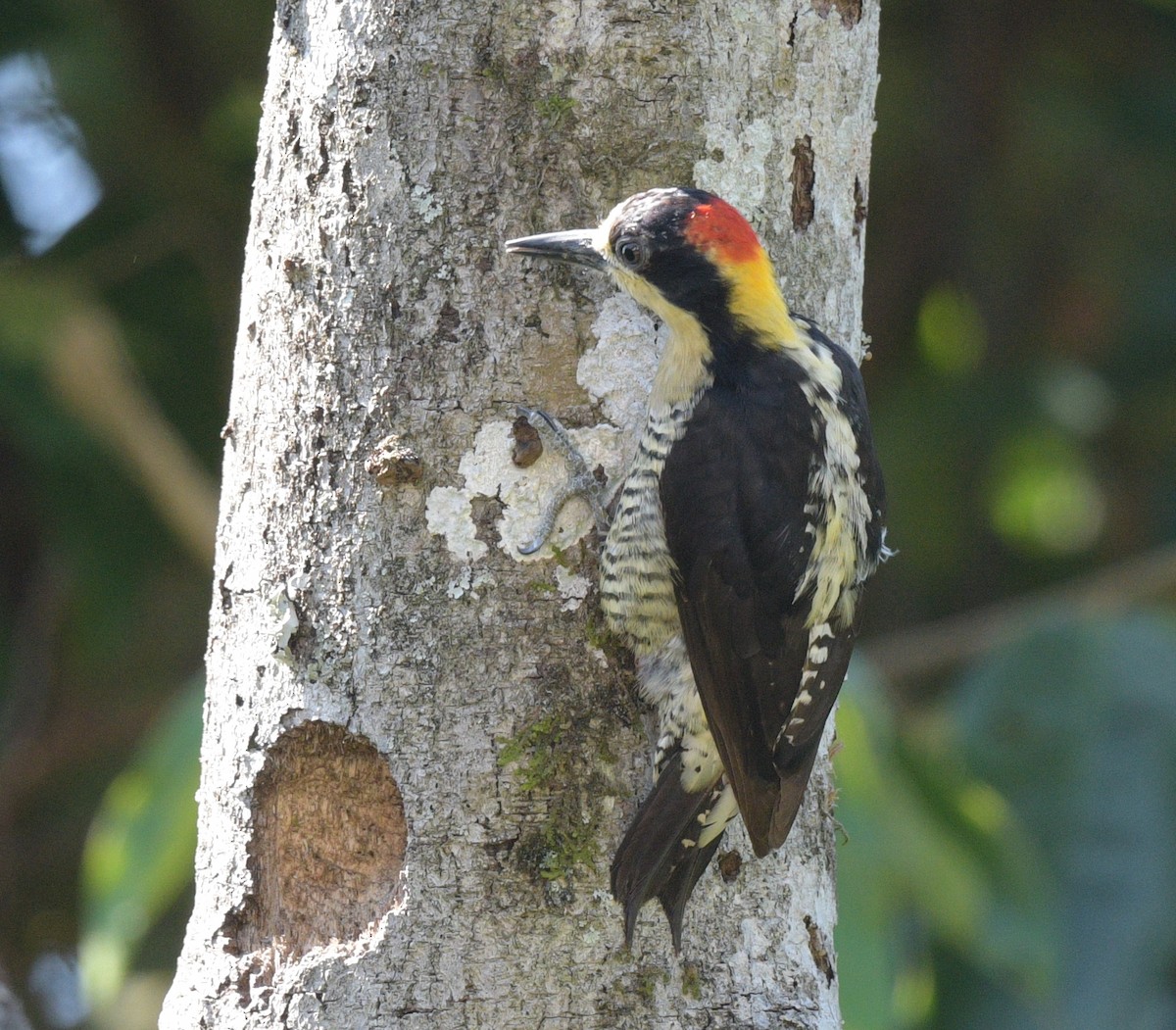 Beautiful Woodpecker - David Swain