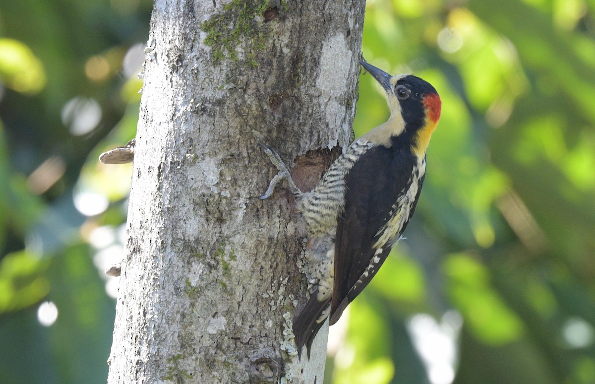 Beautiful Woodpecker - ML622239087