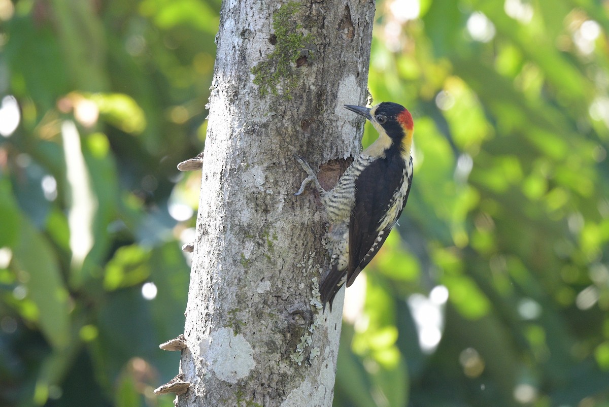 Beautiful Woodpecker - ML622239088