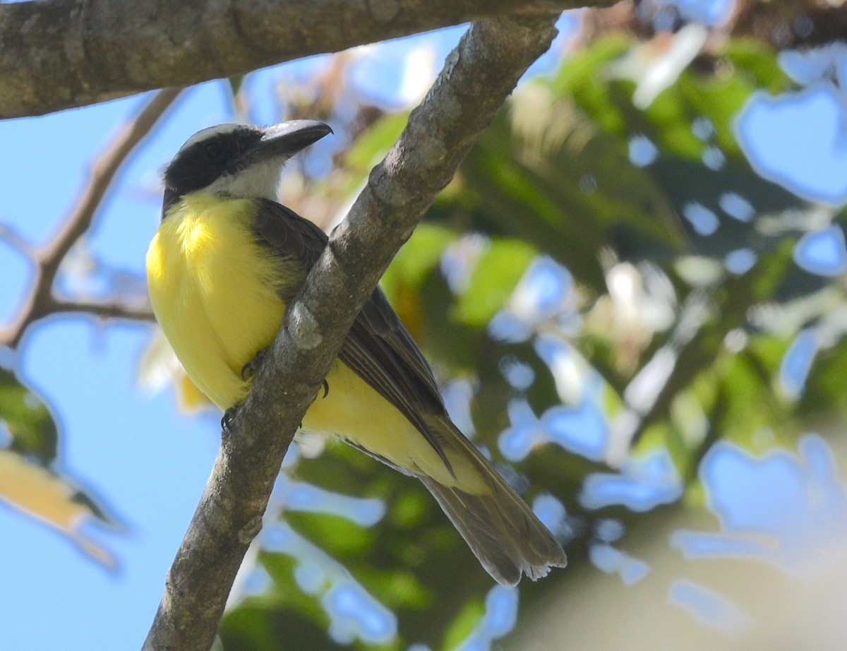 Boat-billed Flycatcher - ML622239110