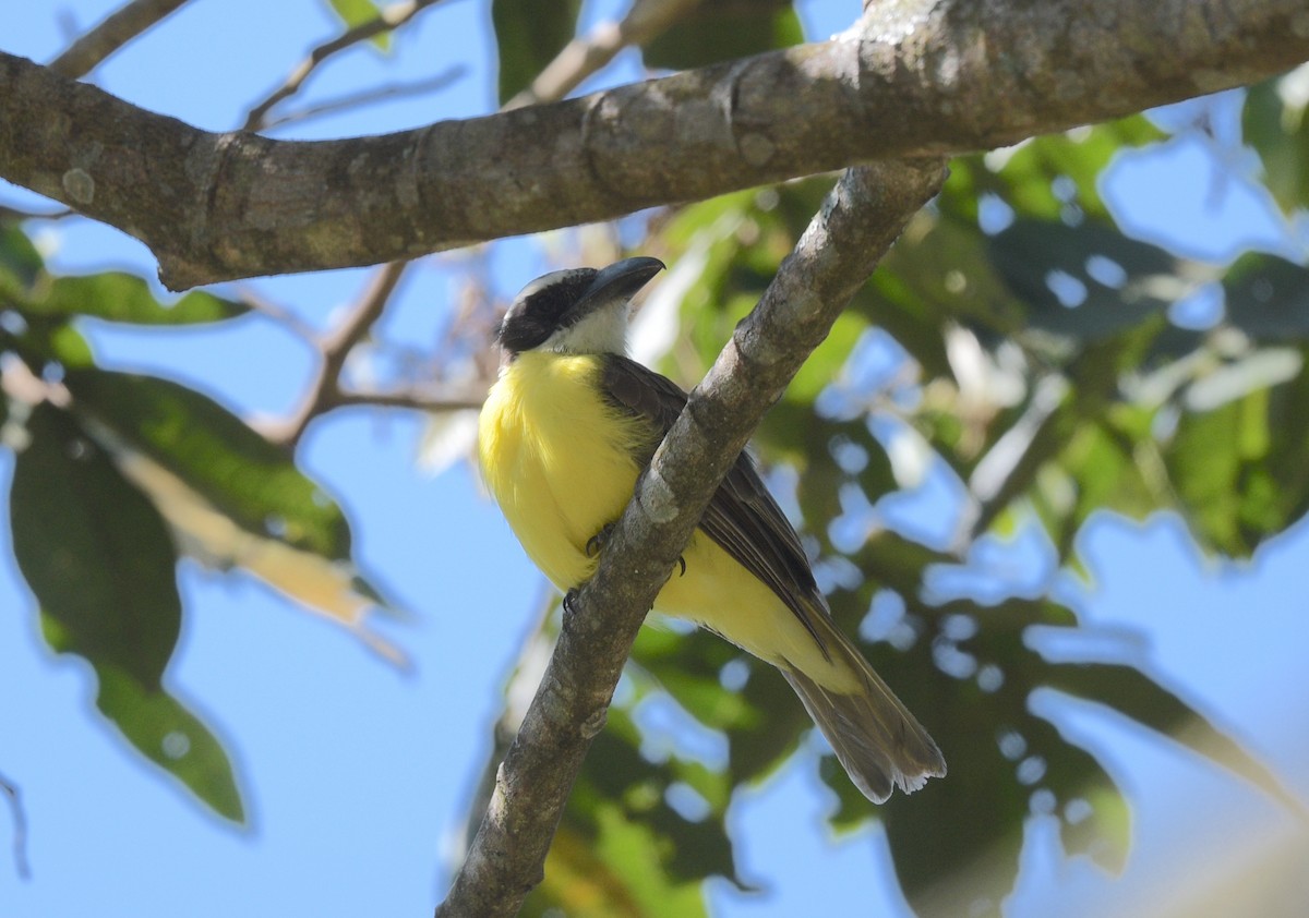 Boat-billed Flycatcher - ML622239111