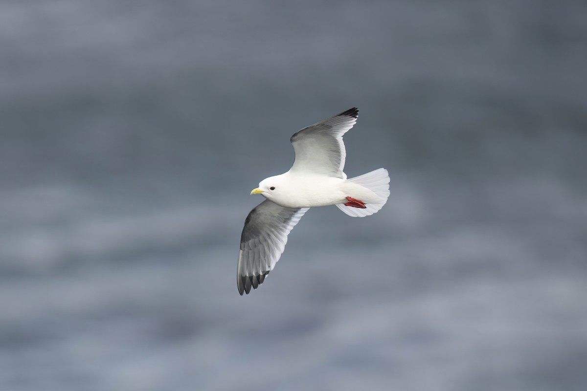 Red-legged Kittiwake - ML622239130