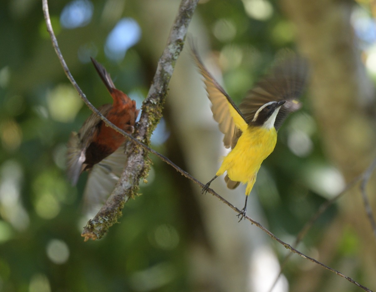 Rusty-margined Flycatcher - ML622239132