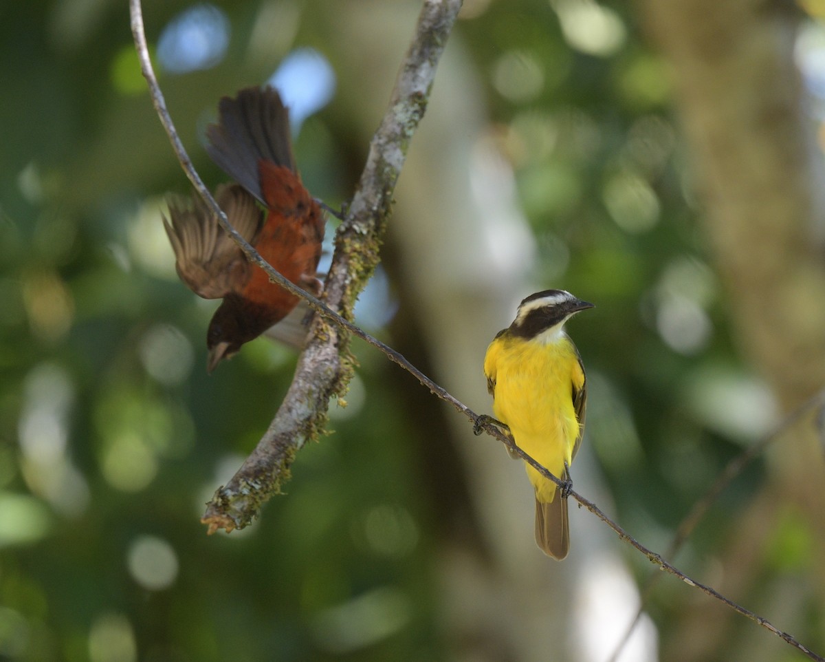 Rusty-margined Flycatcher - ML622239133