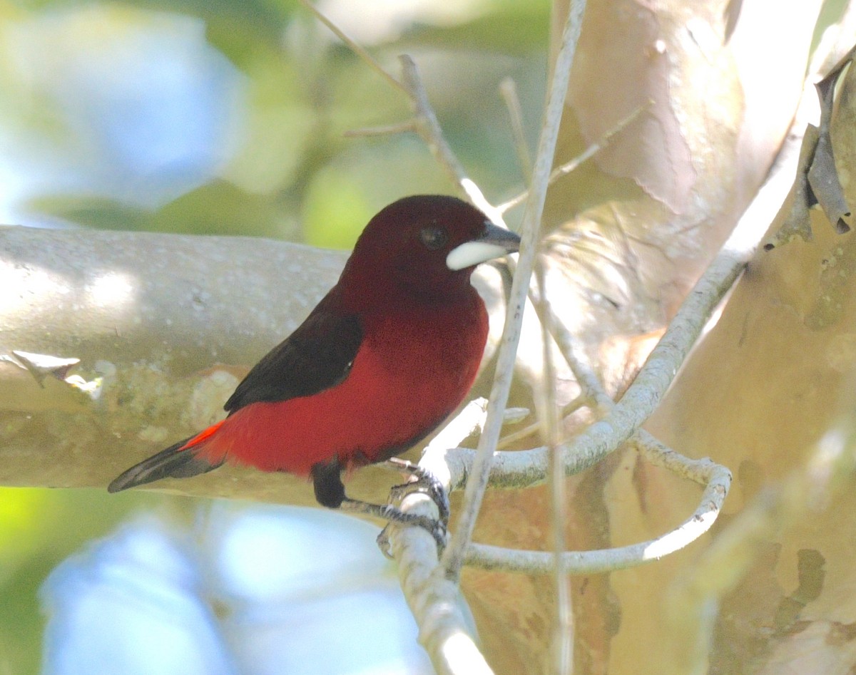 Crimson-backed Tanager - David Swain