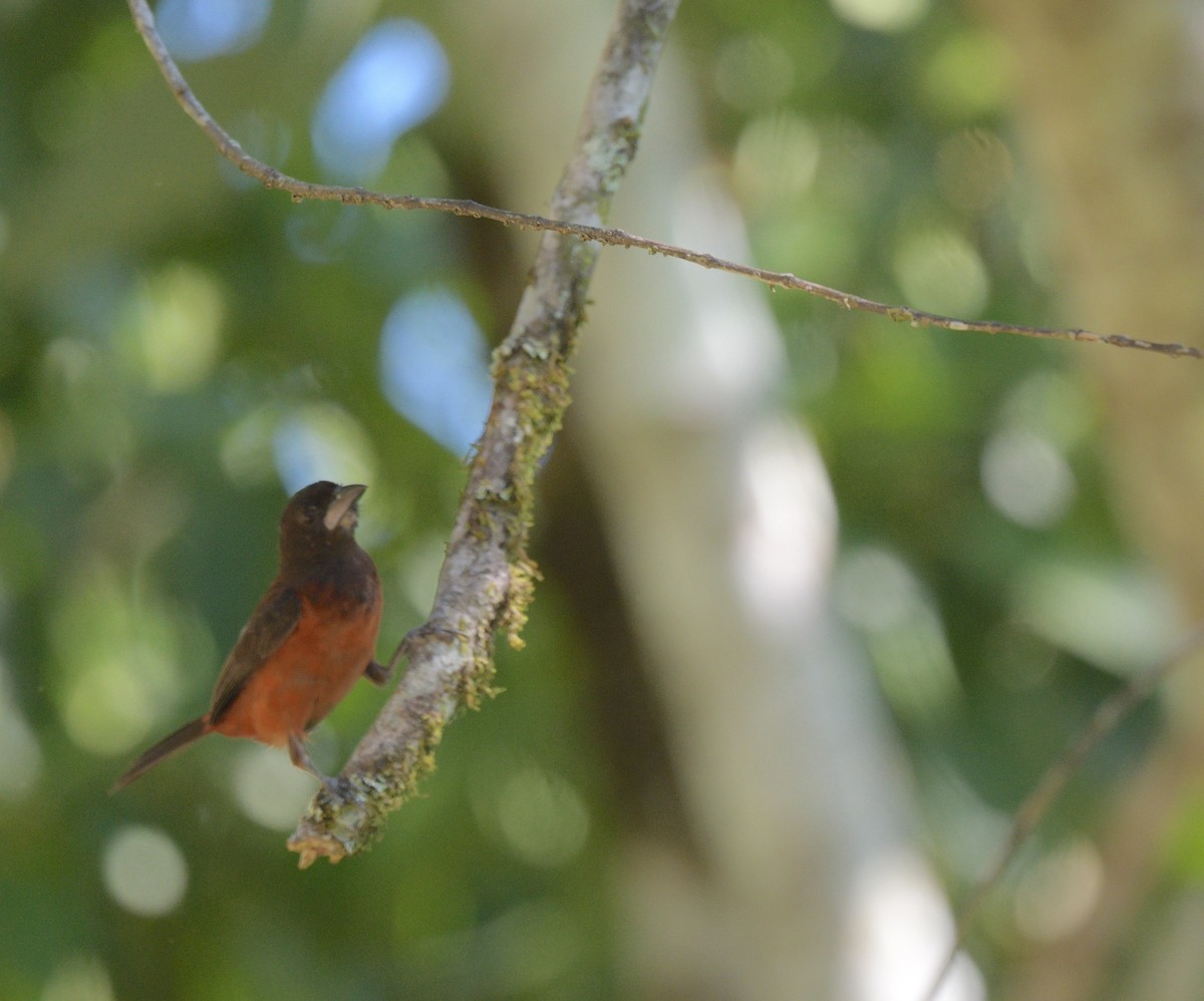 Crimson-backed Tanager - ML622239167