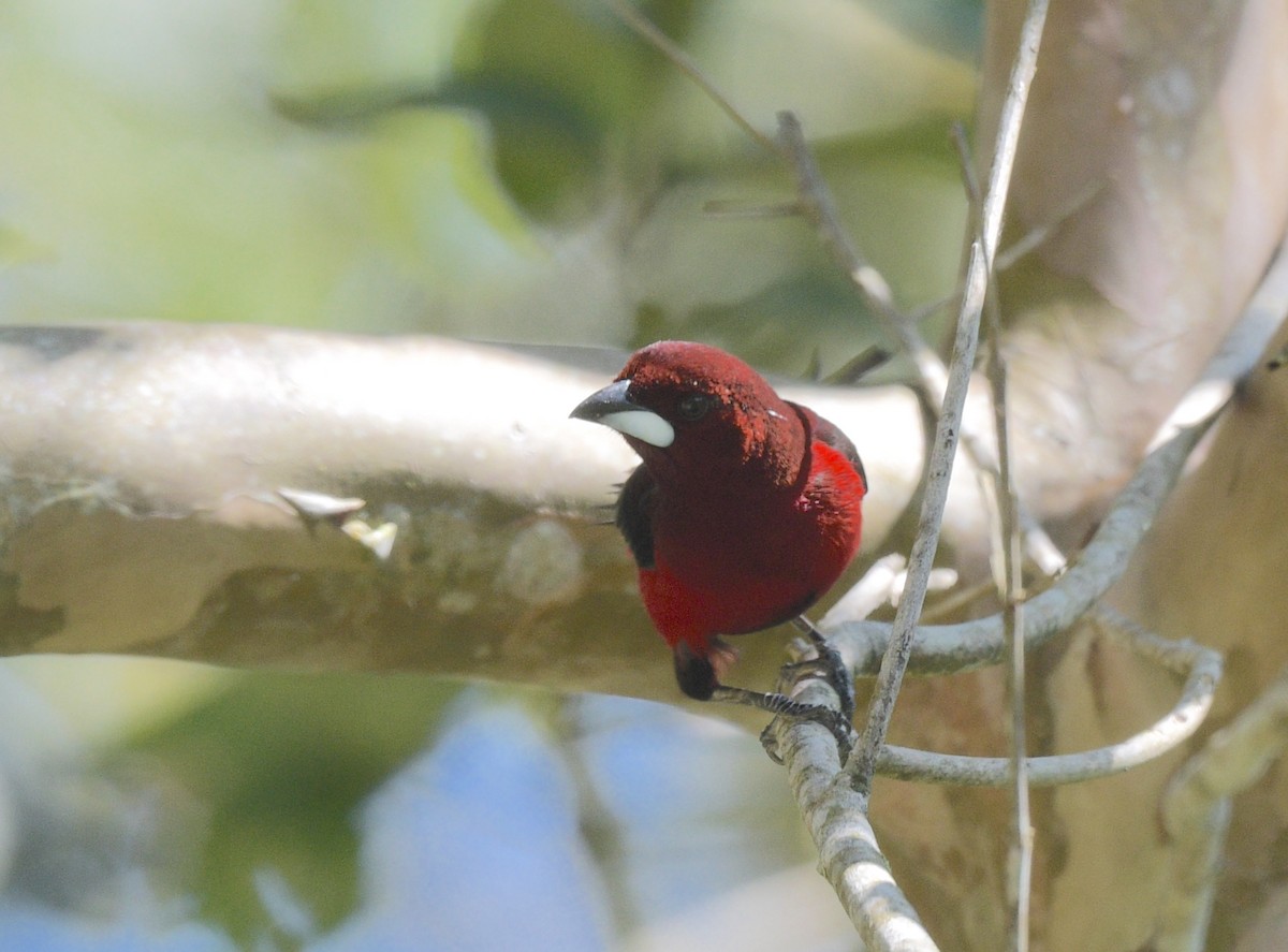 Crimson-backed Tanager - ML622239168