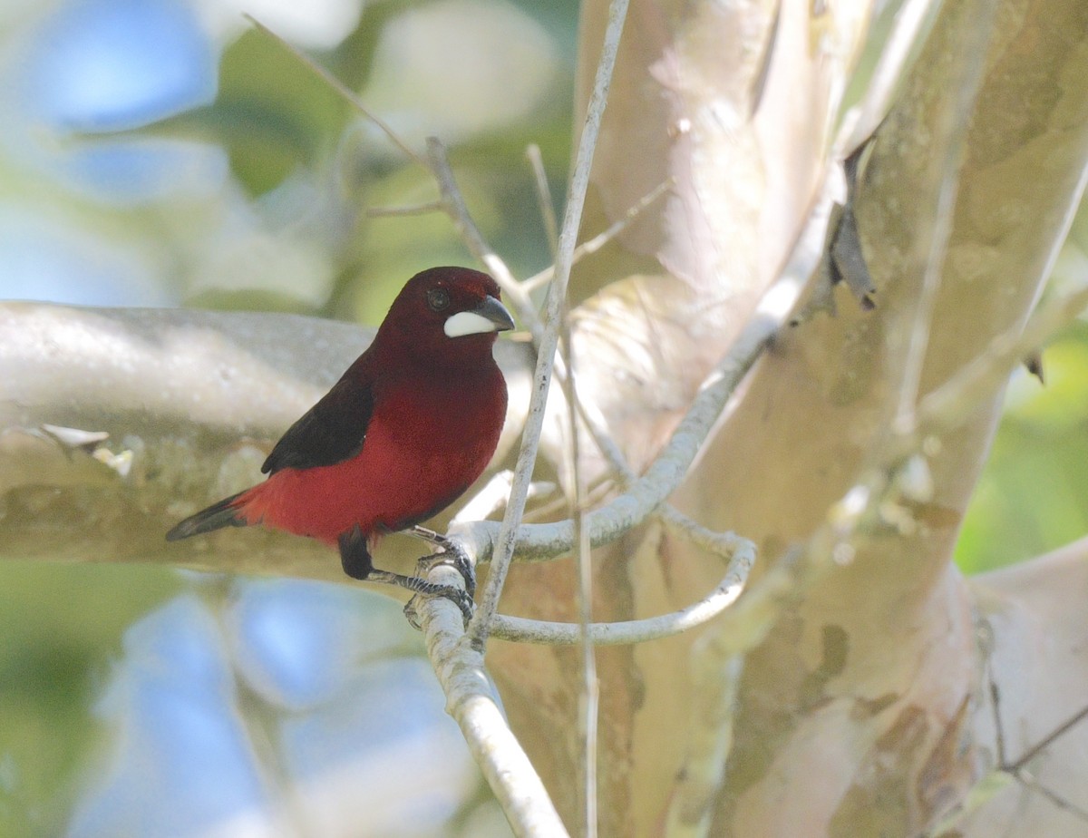 Crimson-backed Tanager - ML622239169