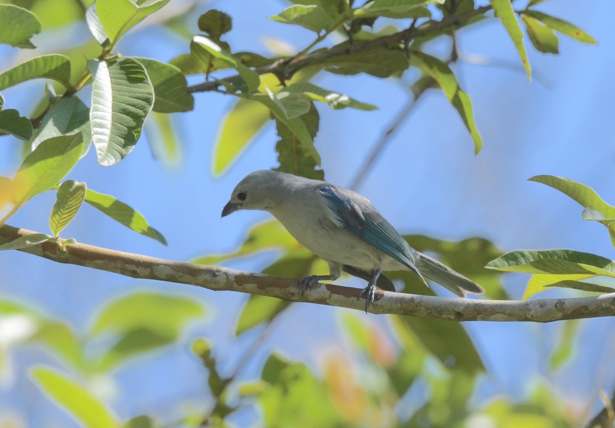 Blue-gray Tanager - ML622239185