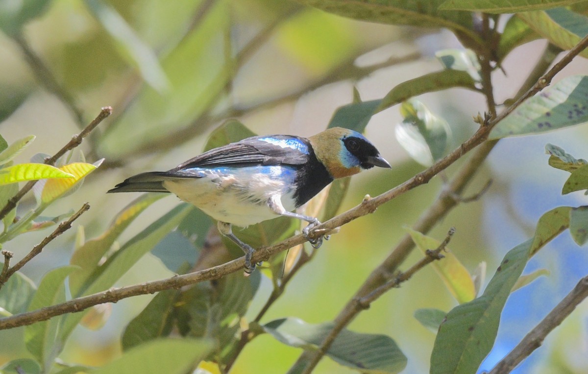 Golden-hooded Tanager - ML622239194