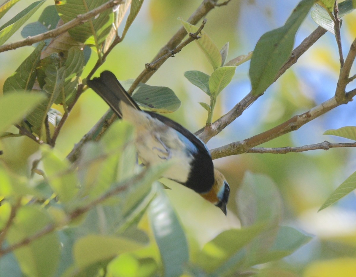 Golden-hooded Tanager - ML622239195