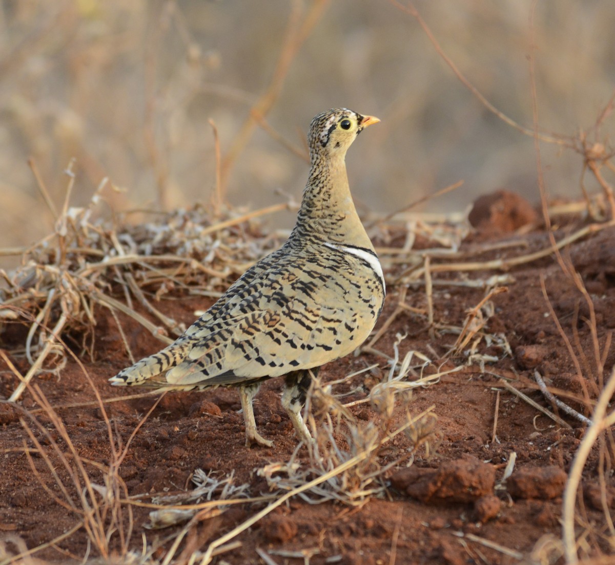 Black-faced Sandgrouse - ML622239254