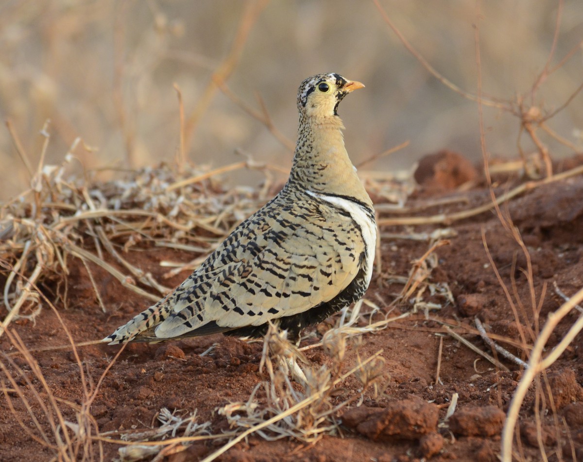 Black-faced Sandgrouse - ML622239255