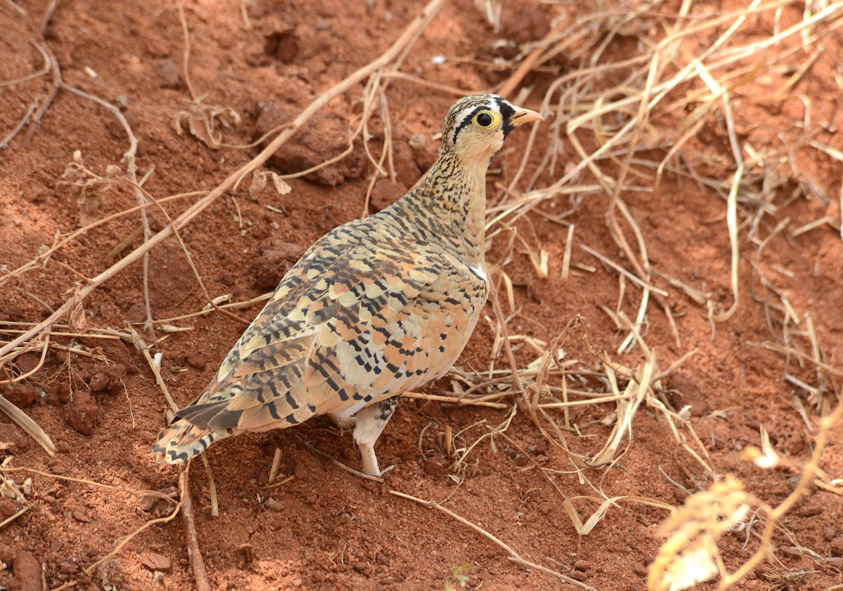 Black-faced Sandgrouse - ML622239256