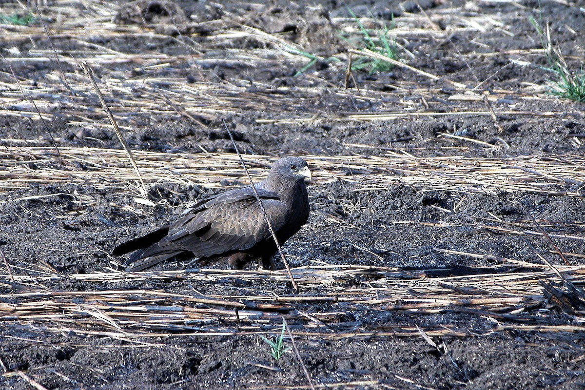 Black Kite (Yellow-billed) - ML622239263