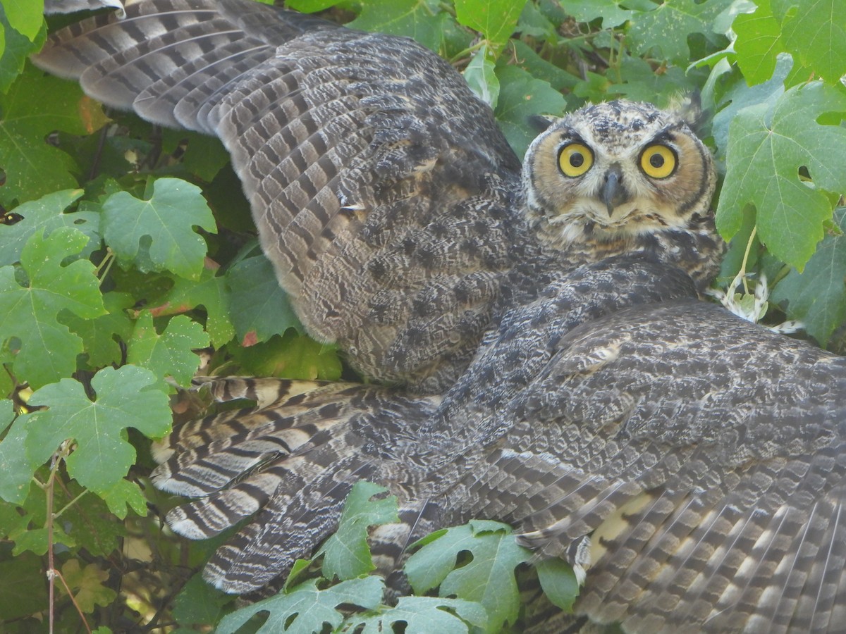 Great Horned Owl - ML622239265