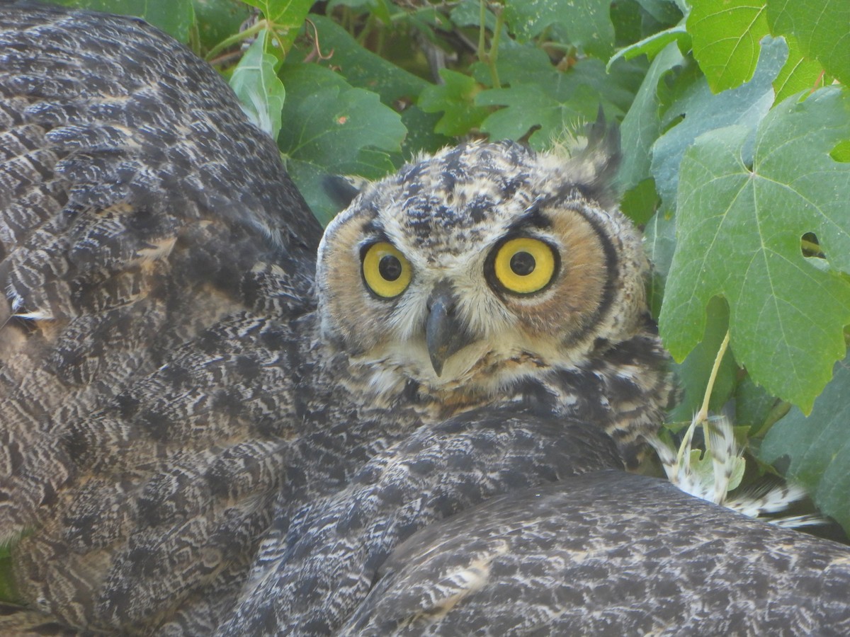 Great Horned Owl - ML622239267