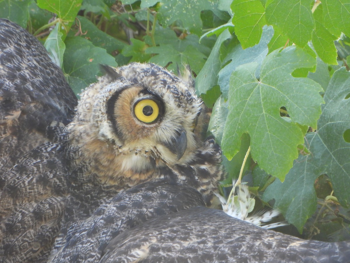 Great Horned Owl - ML622239269