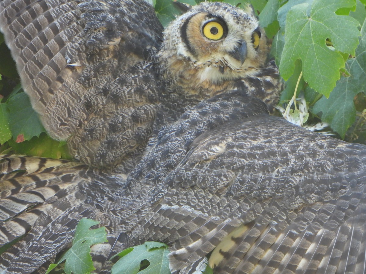 Great Horned Owl - ML622239271