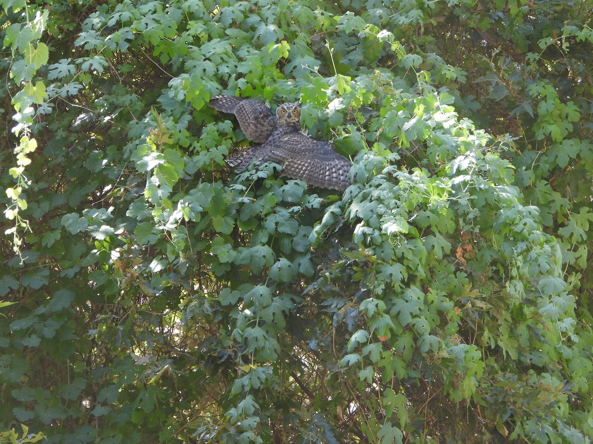 Great Horned Owl - ML622239272