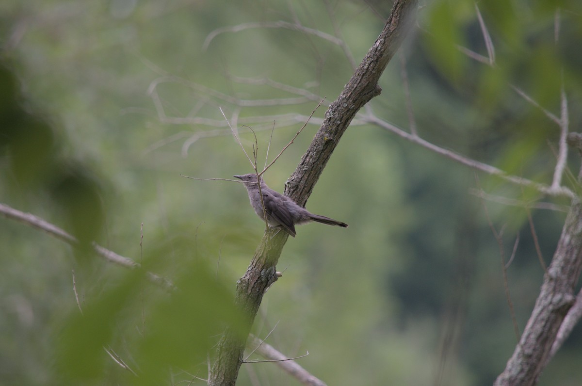 Gray Catbird - Branden Soropia