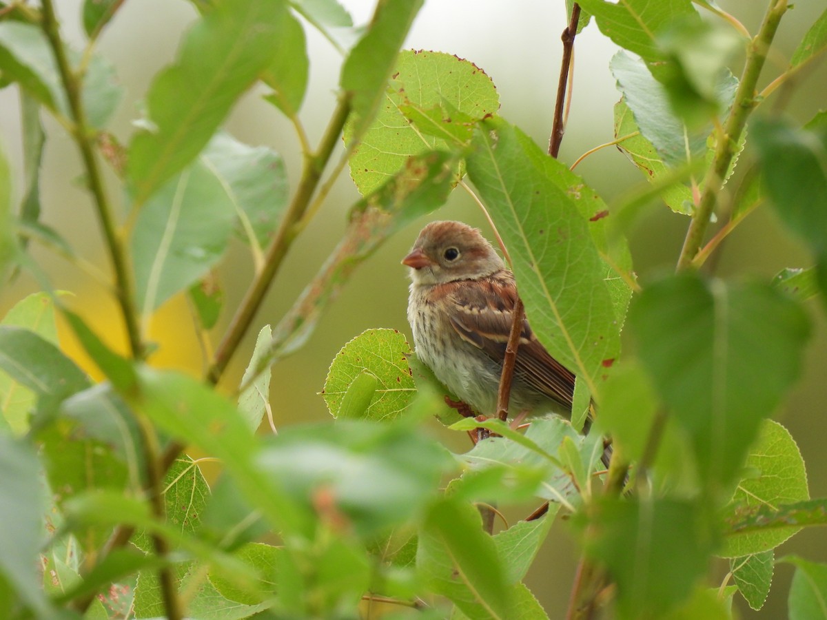 Field Sparrow - ML622239286