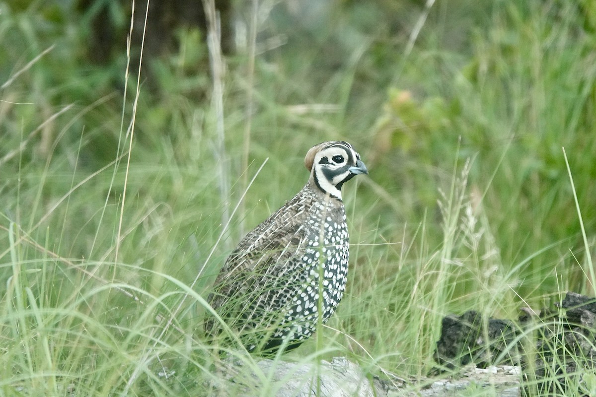 Montezuma Quail - ML622239294