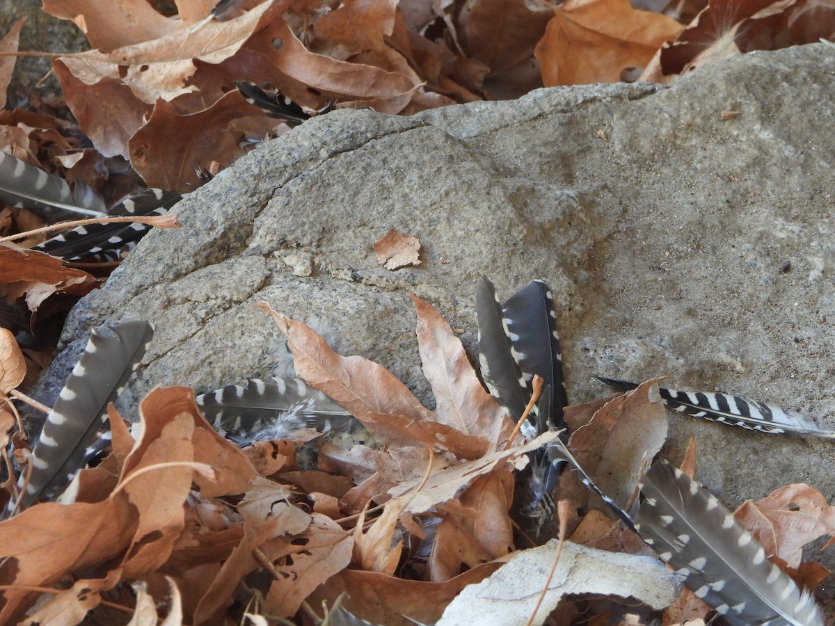 Ladder-backed Woodpecker - ML622239296