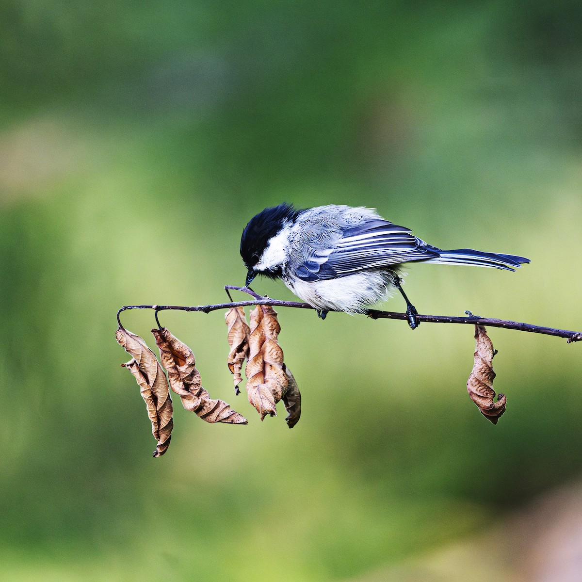 Black-capped Chickadee - Albert Picard