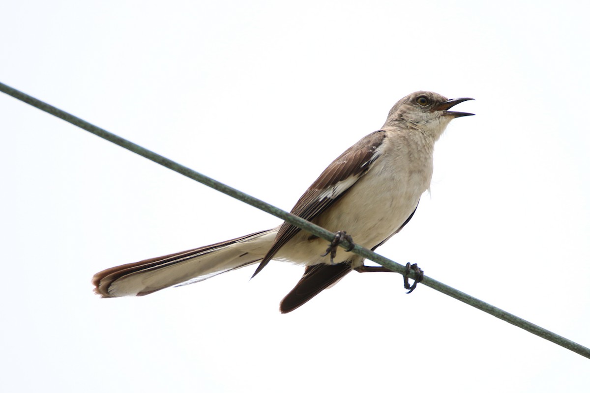 Northern Mockingbird - Wen & Steve Rockoff